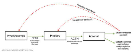 HPA Axis Dysfunction | Adrenal Fatigue Solution