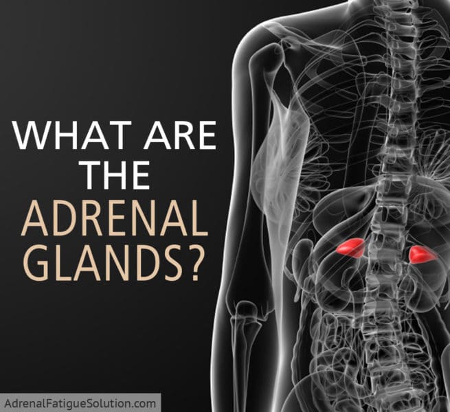 The adrenal glands
