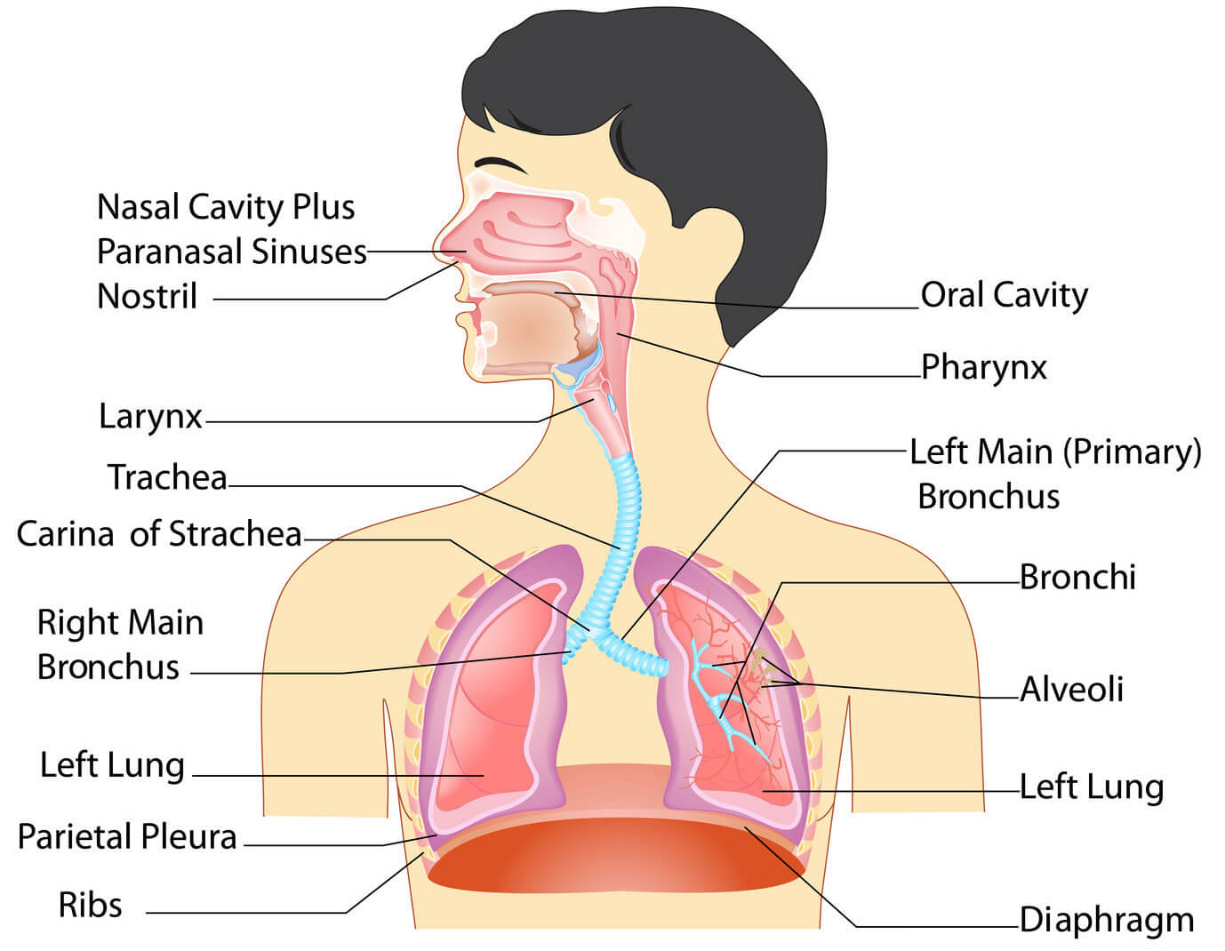 What cavity is the trachea in