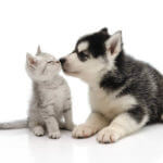 Cute puppy kissing kitten